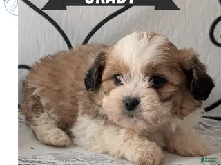 Teddy Bear dogs Grady - Ad 1