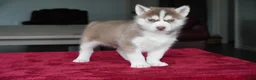 Siberian Husky dogs for sale: Rambo - Ad 7