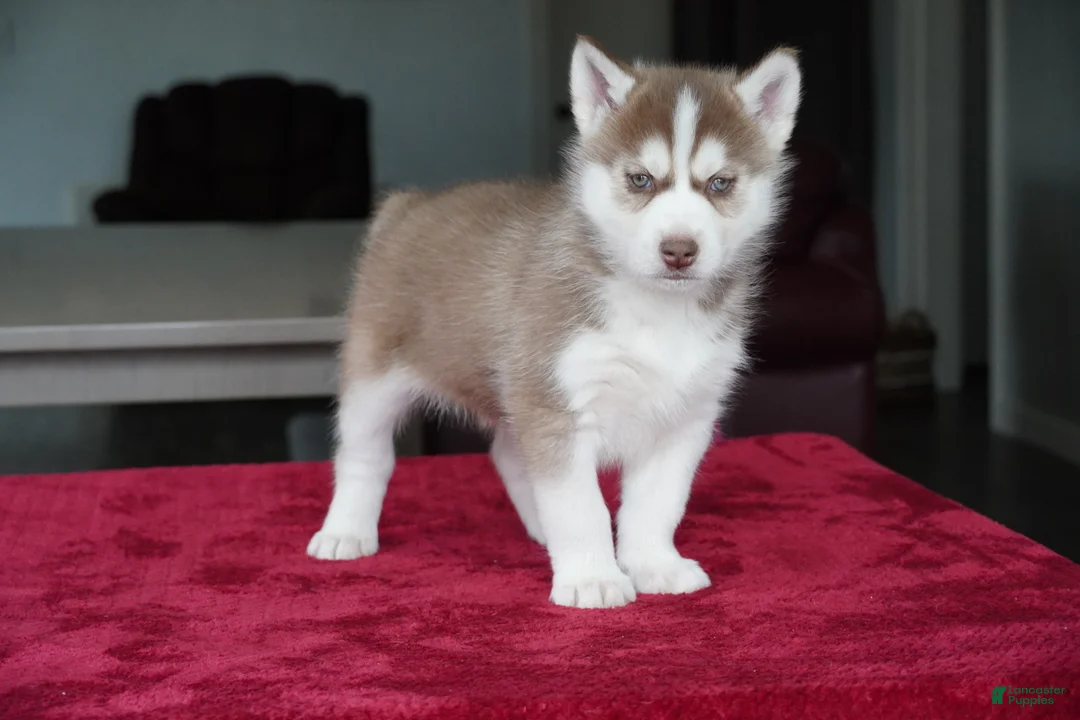 Siberian Husky dogs for sale: Rambo - Ad 7