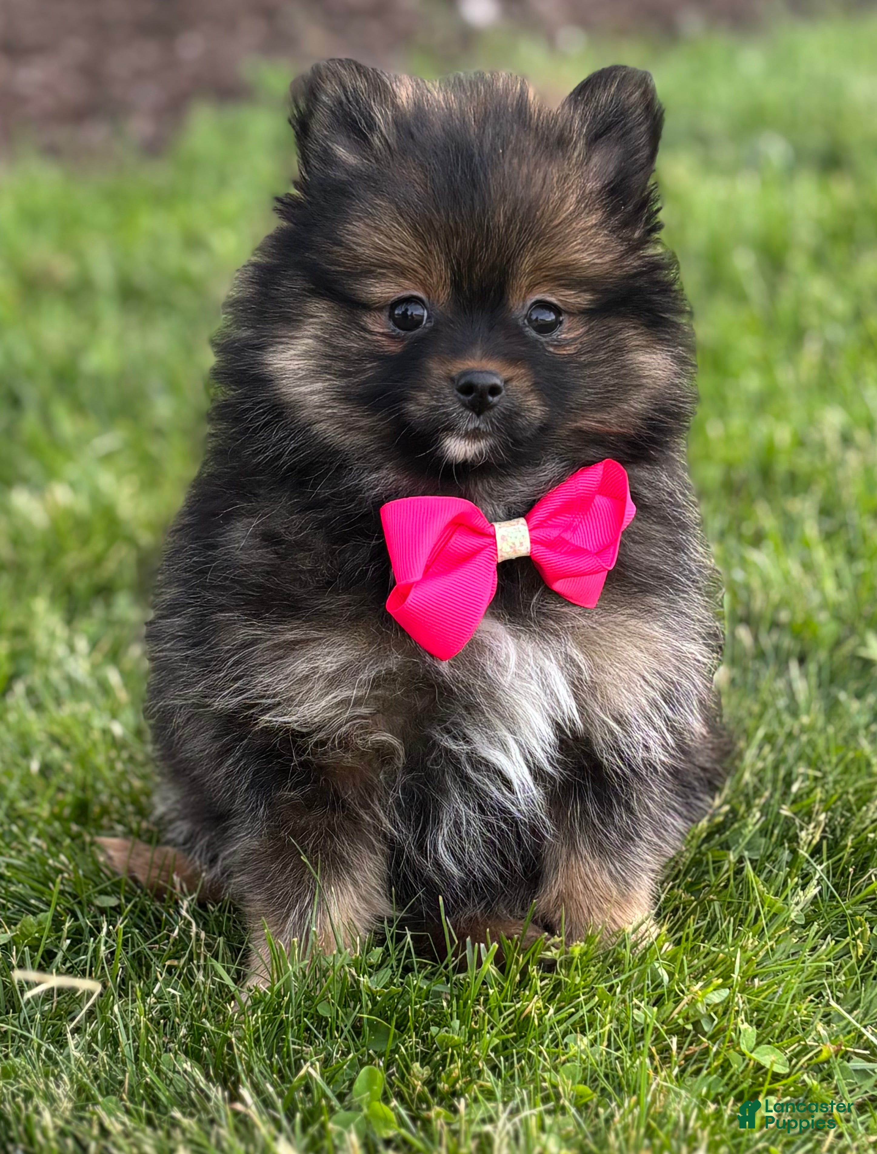 Pomeranian dogs for sale: Muffin  - Ad 5
