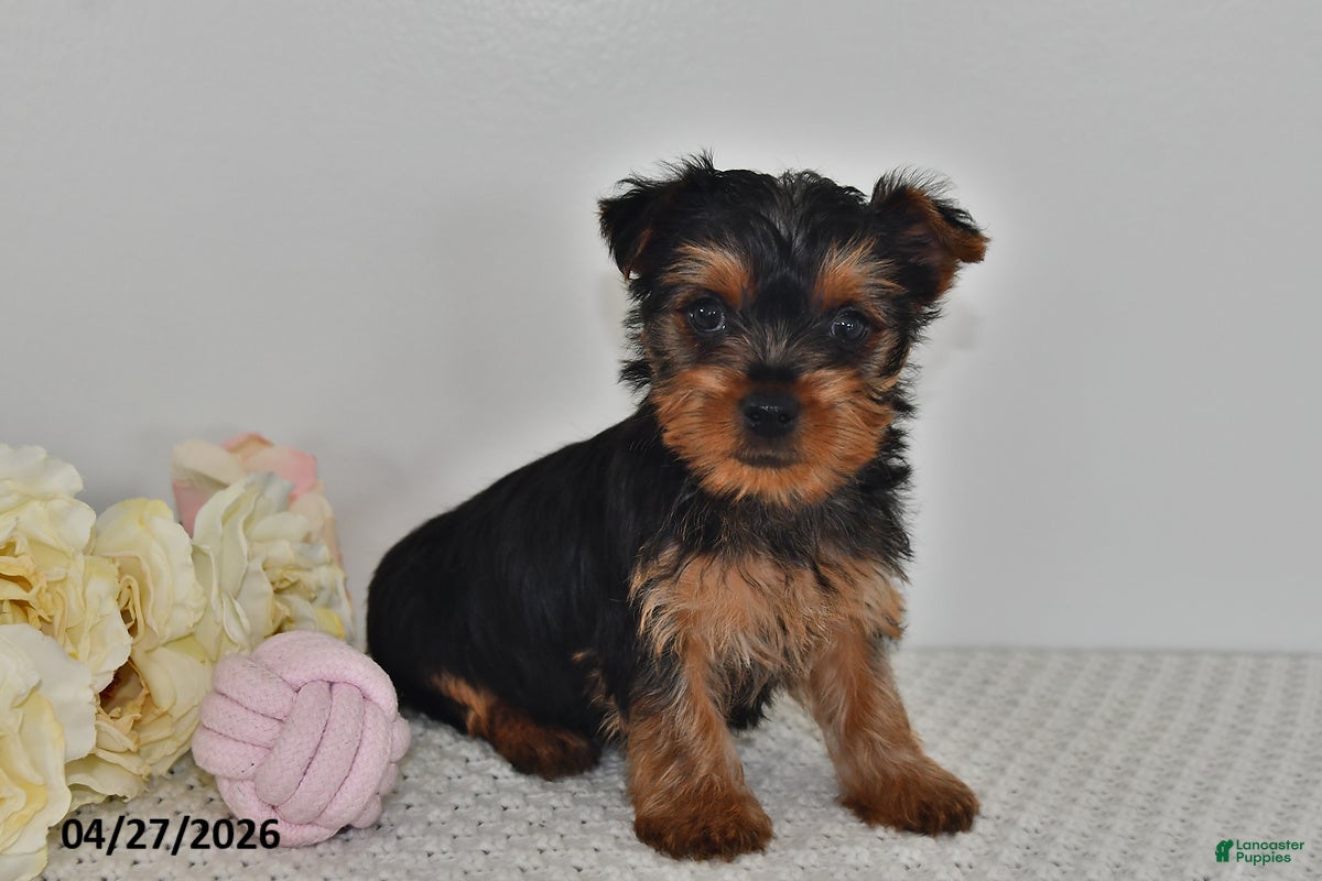Yorkshire Terrier dogs for sale: Lila  - Ad 1
