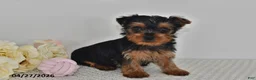 Yorkshire Terrier dogs for sale: Lila  - Ad 1