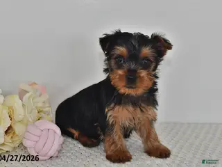 Yorkshire Terrier dogs for sale: Lila - Ad 1