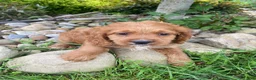 Cockapoo dogs for sale: Cash - Ad 7