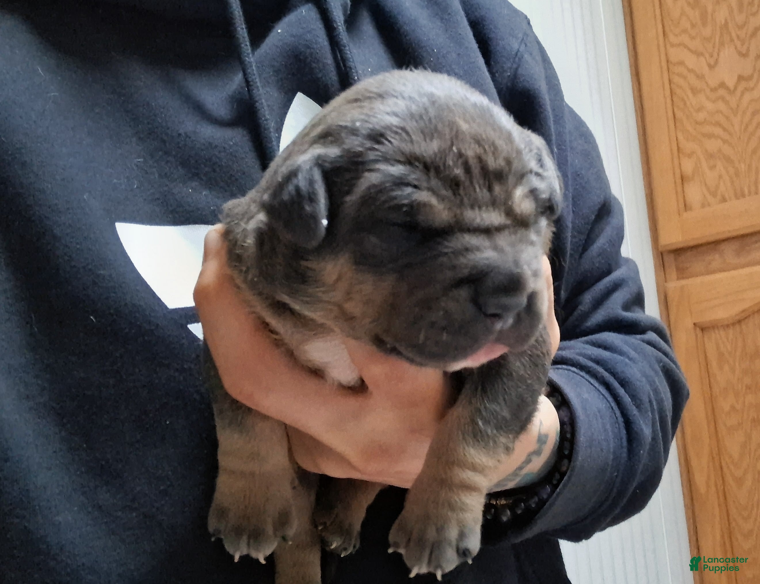 American Bully dogs American Bully Puppy 4 - Ad 2