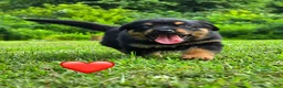 Mixed Breed dogs for sale: Clifford - Ad 1