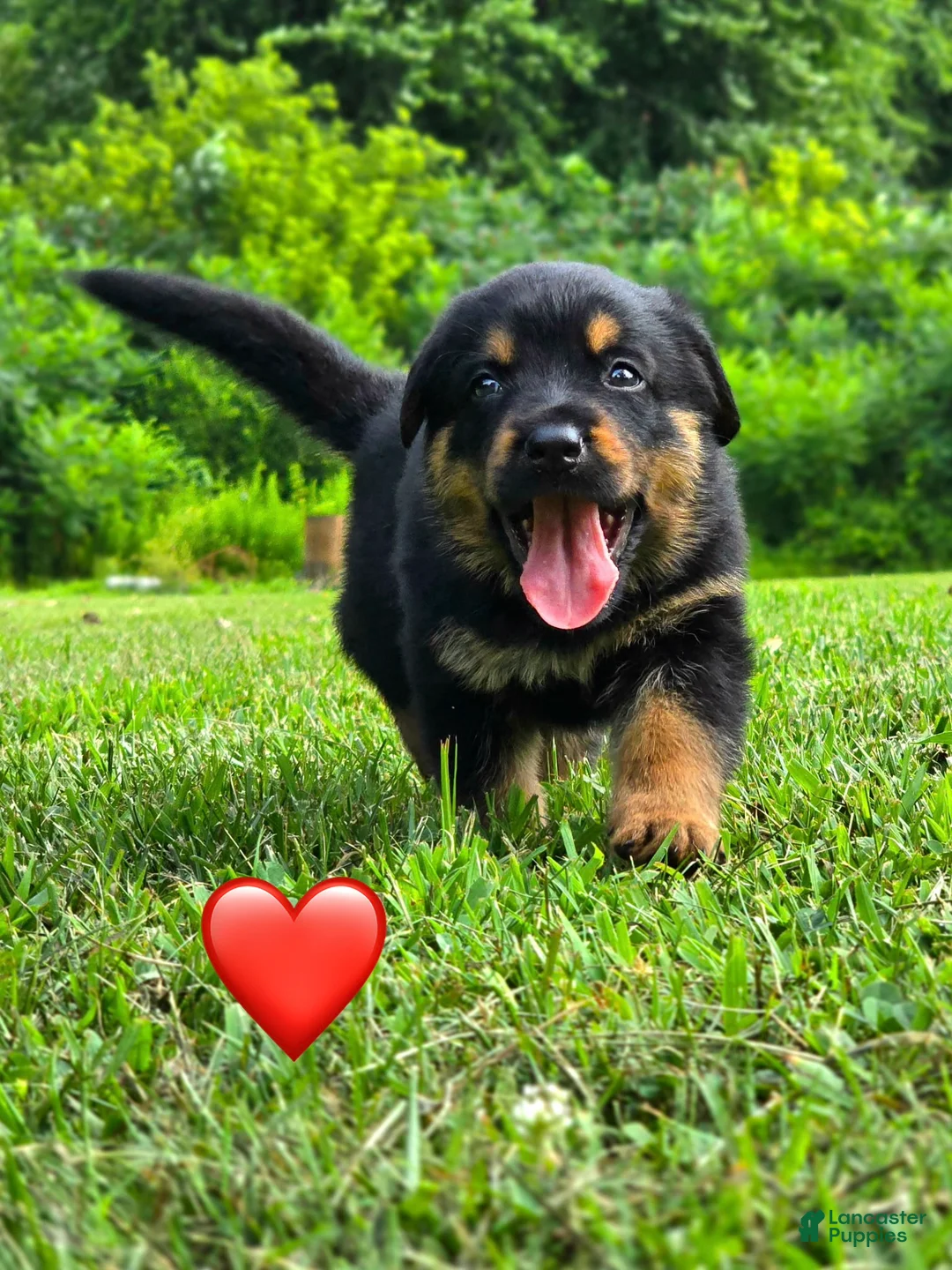 Mixed Breed dogs for sale: Clifford - Ad 1