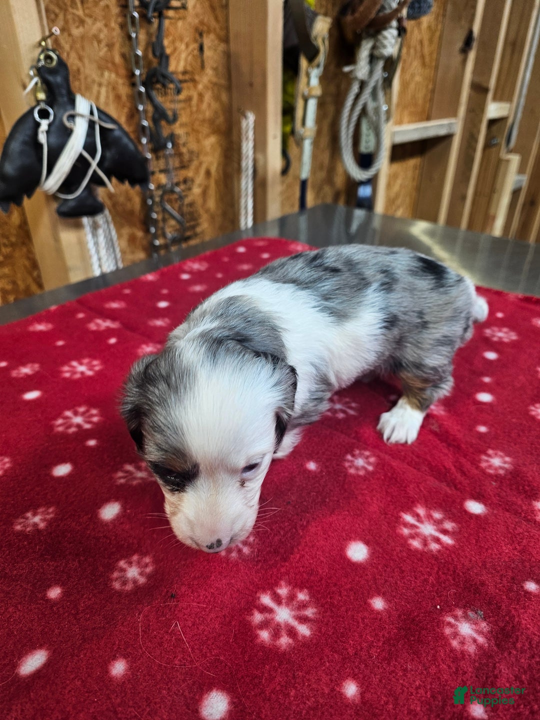 Miniature Dachshund dogs for sale: Miniature Dachshund Loki - Ad 4