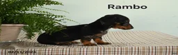 Miniature Dachshund dogs for sale: Rambo - Ad 3