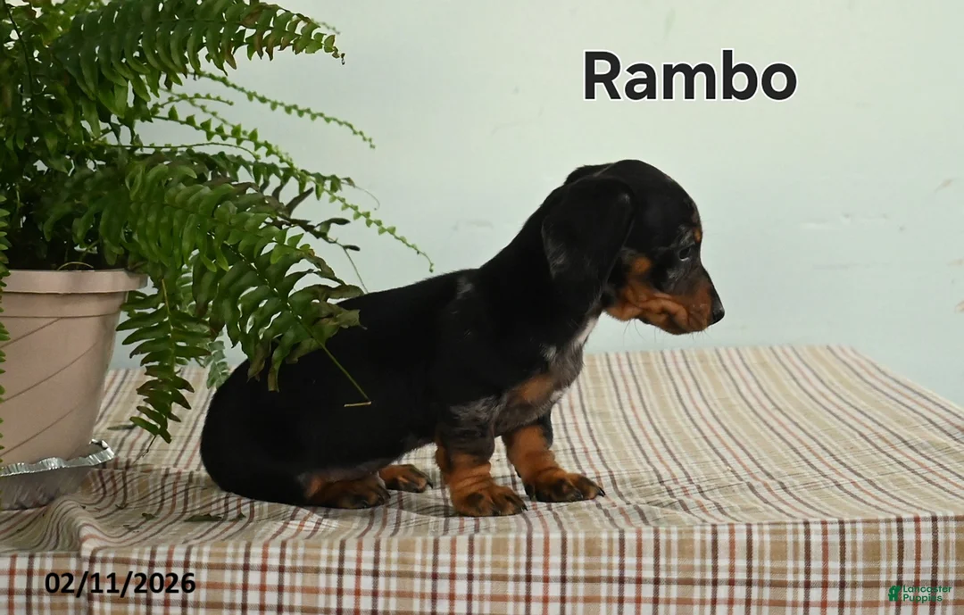 Miniature Dachshund dogs for sale: Rambo - Ad 3