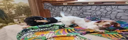 Miniature Dachshund dogs for sale: Poppyseed  - Ad 5