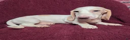 Miniature Dachshund dogs for sale: Mason - Ad 8