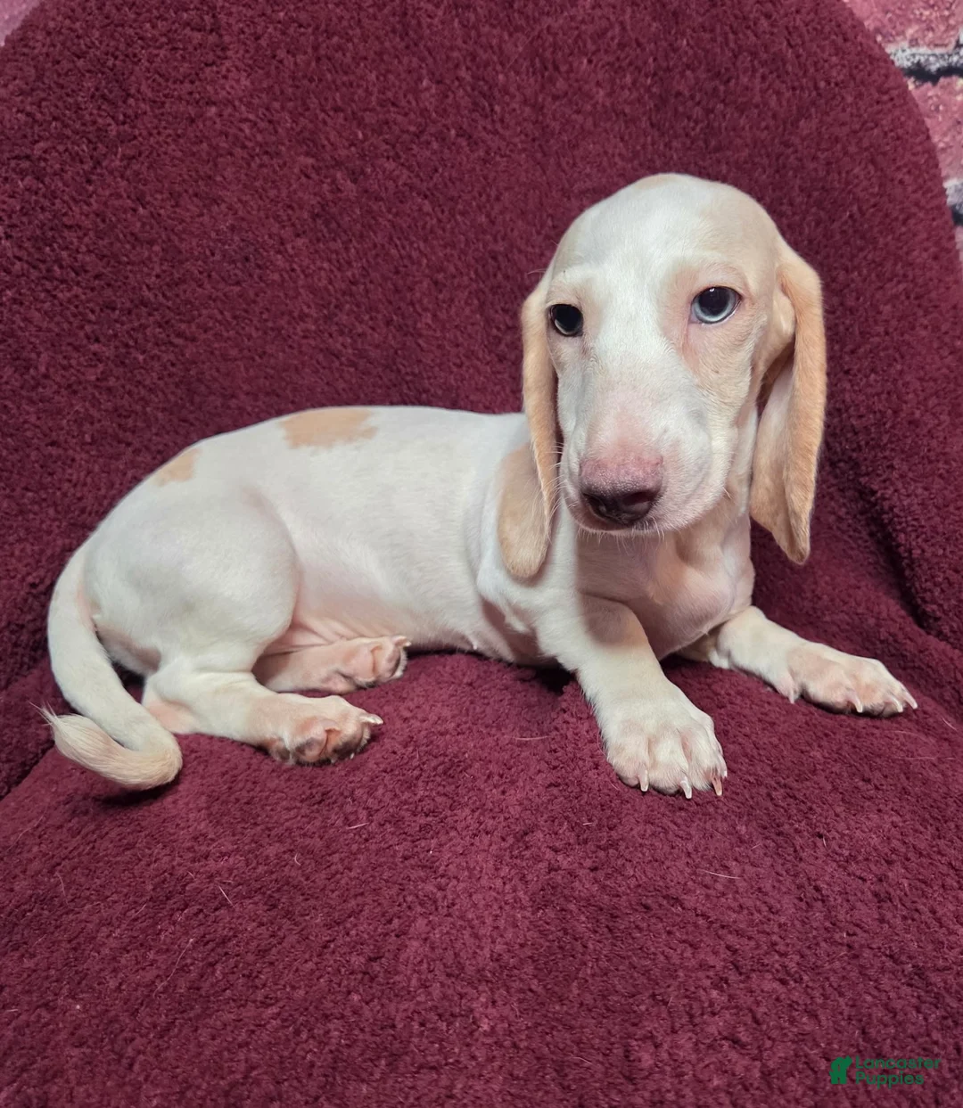 Miniature Dachshund dogs for sale: Mason - Ad 8