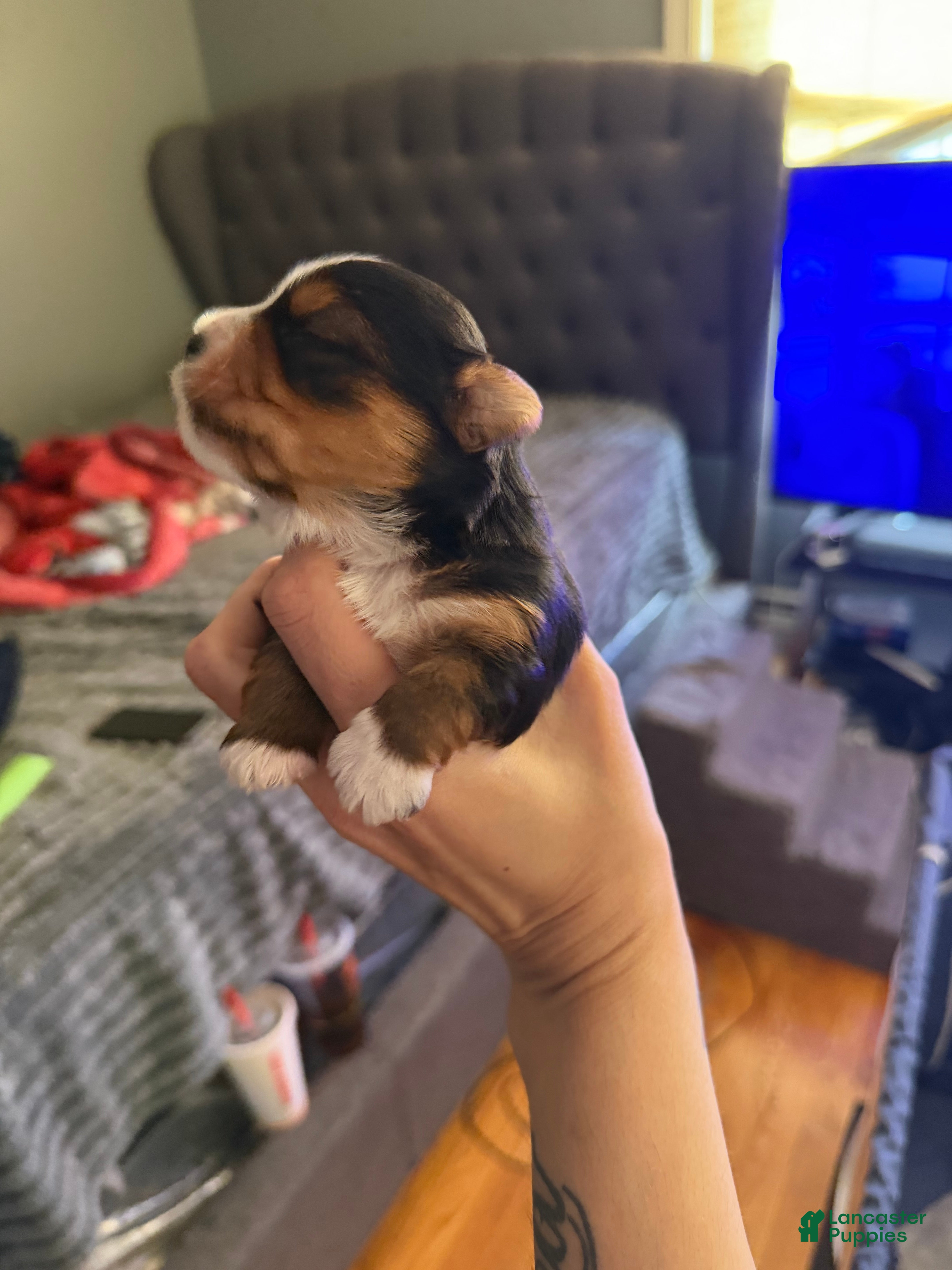Yorkshire Terrier dogs Yorkshire Terrier Puppy 3 - Ad 41