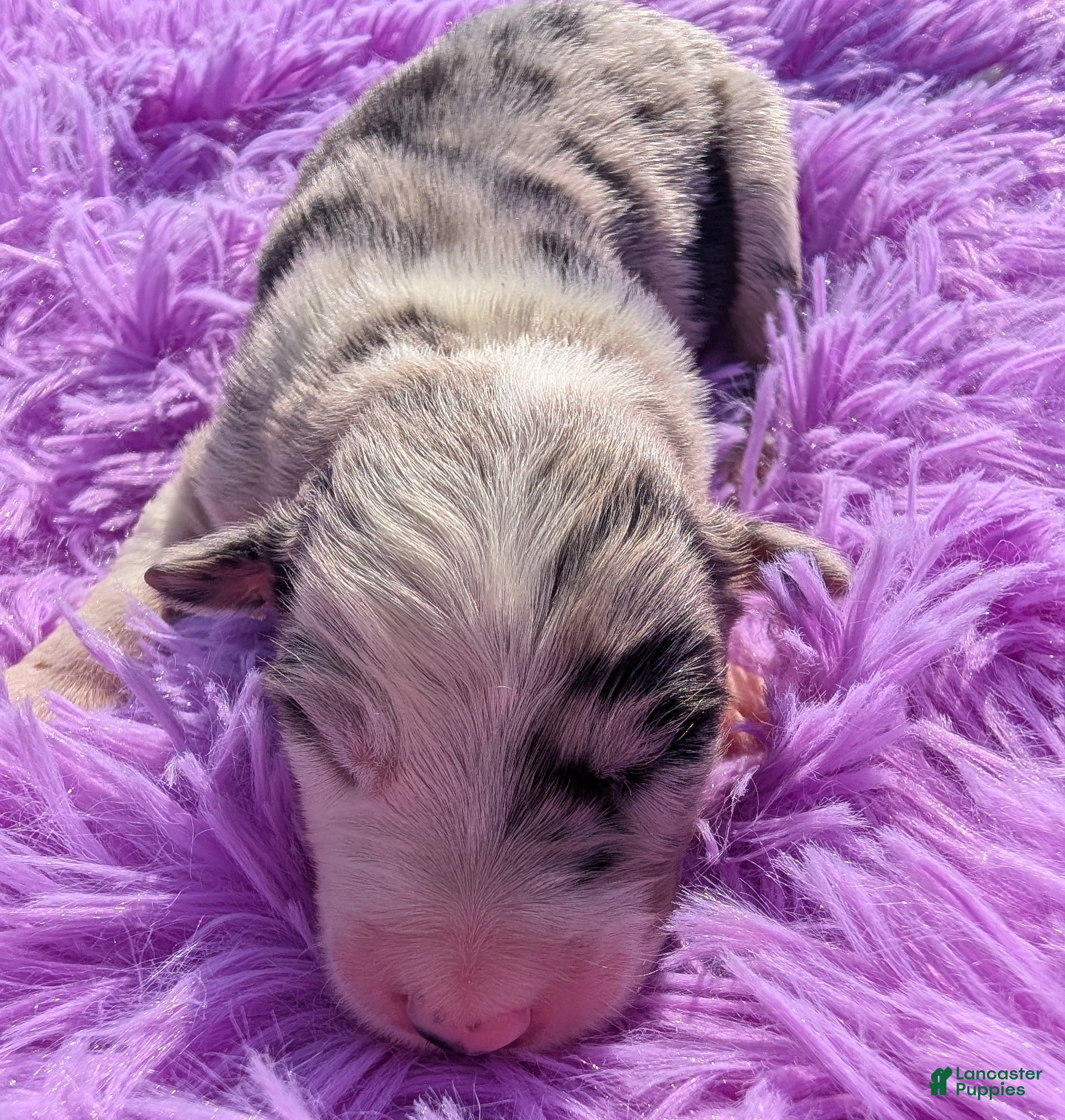 Border Collie dogs for sale: Puppy #3 - Ad 12