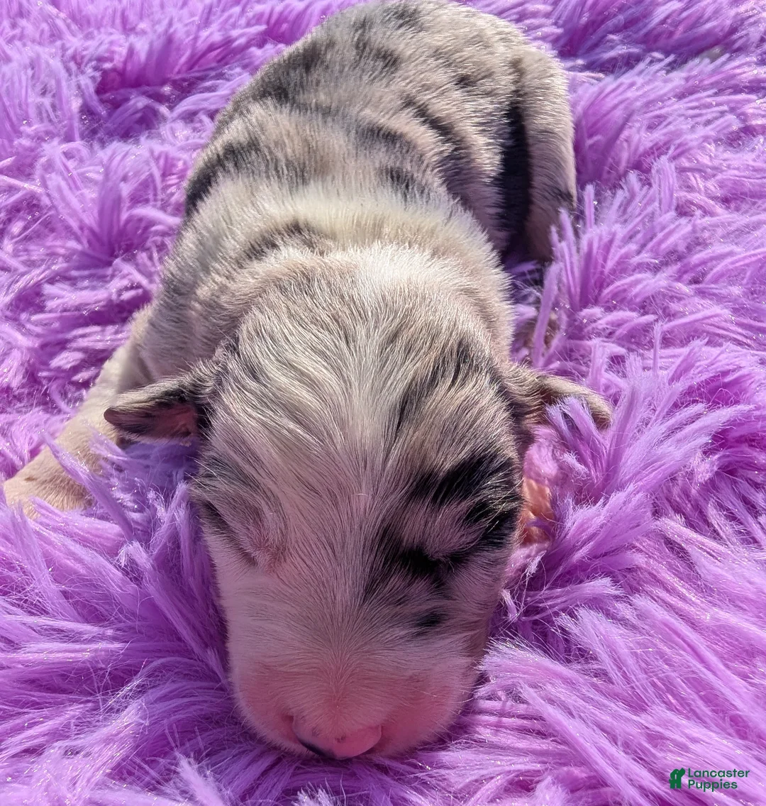 Border Collie dogs for sale: Puppy #3 - Ad 1