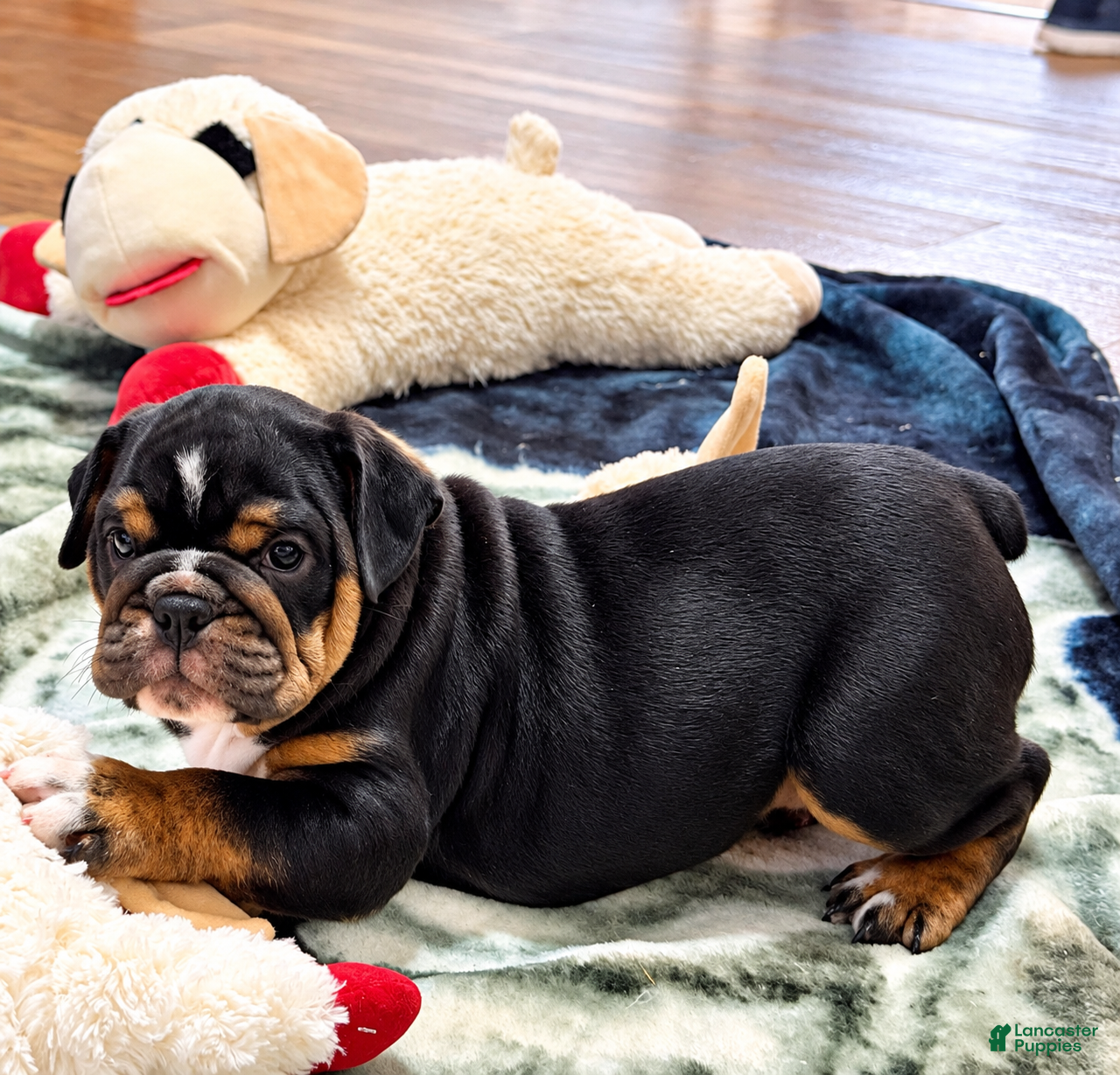 English Bulldog dogs for sale: Frank - Ad 1