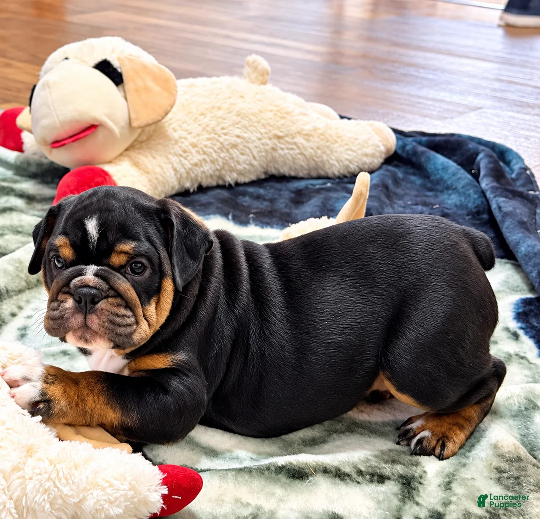 English Bulldog dogs for sale: Frank - Ad 1