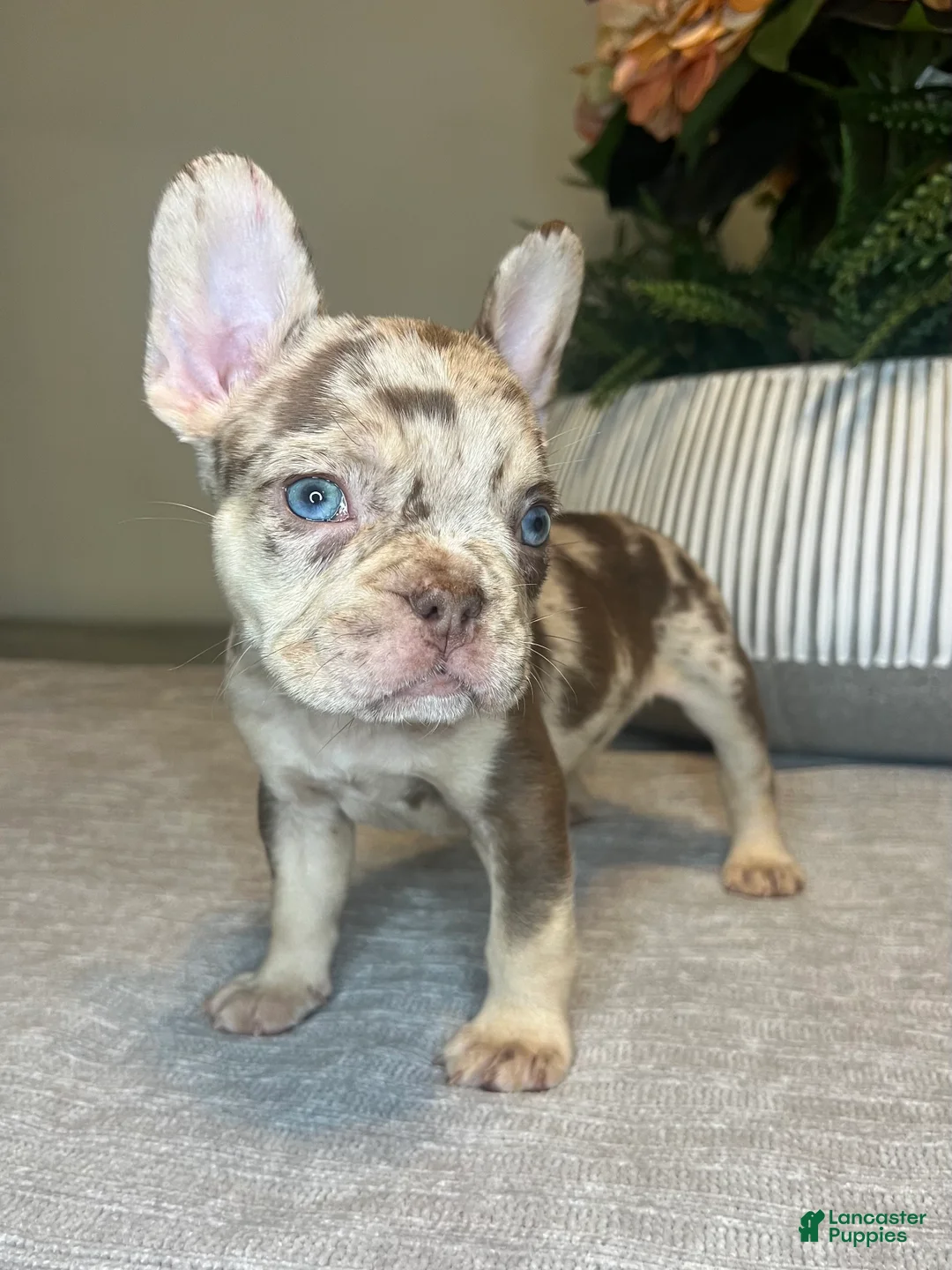 French Bulldog dogs for sale: Reese’s  - Ad 2