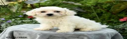 Bichpoo dogs for sale: Laura - Ad 4