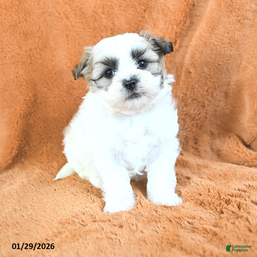 Teddy Bear dogs Nudge - Ad 2