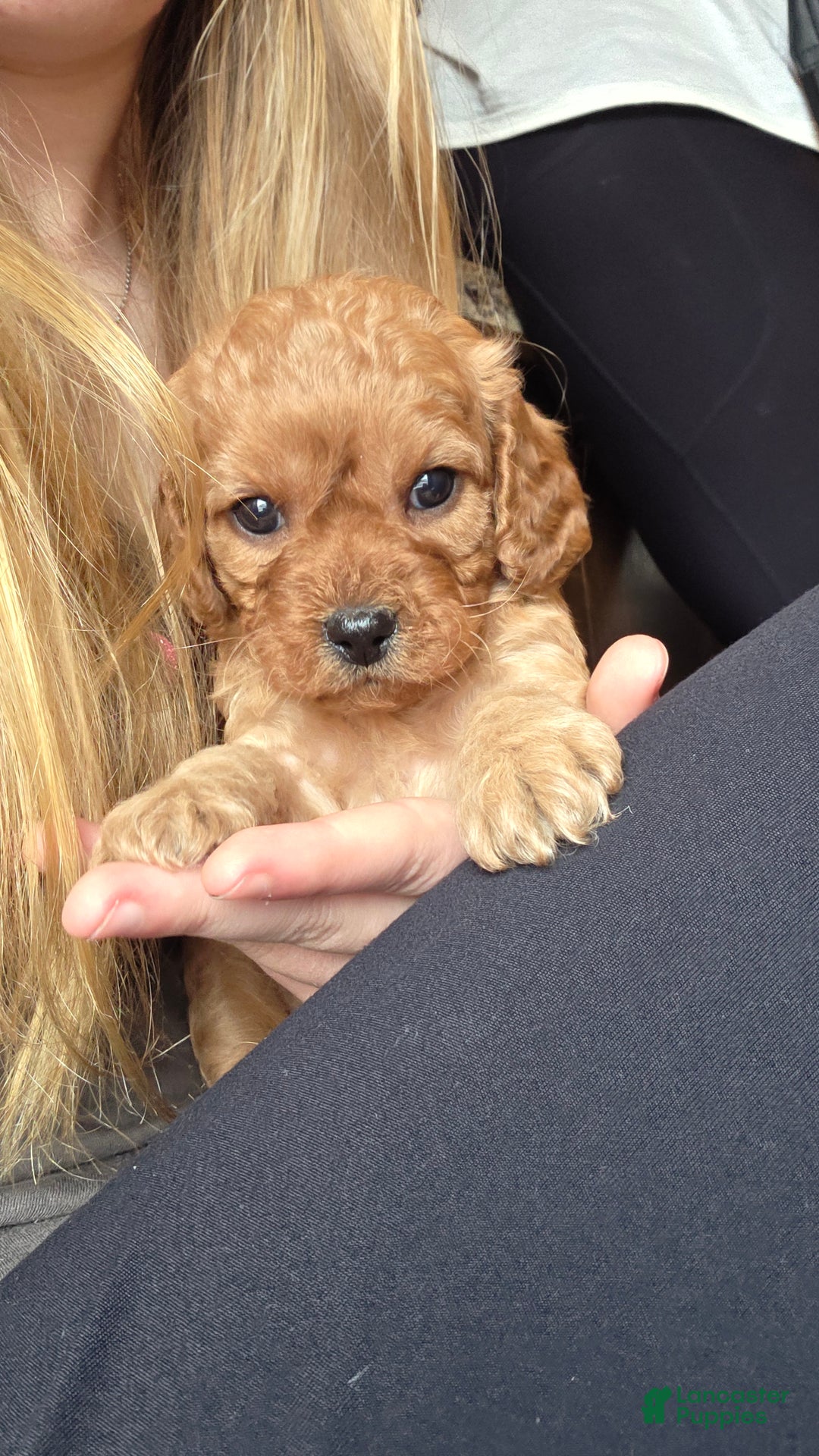Cavapoo dogs for sale: Nova - Ad 11