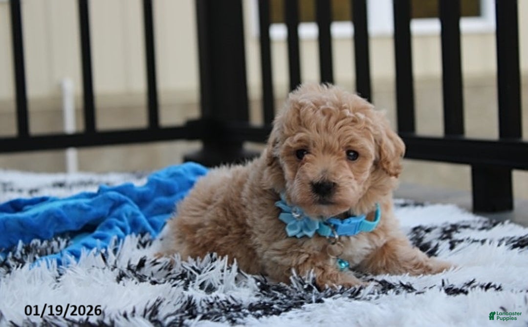 Bichpoo dogs for sale: Rex - Ad 1