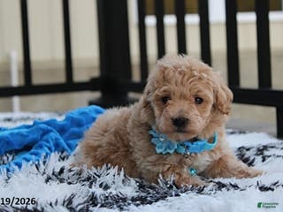 Bichpoo dogs Rex - Ad 21