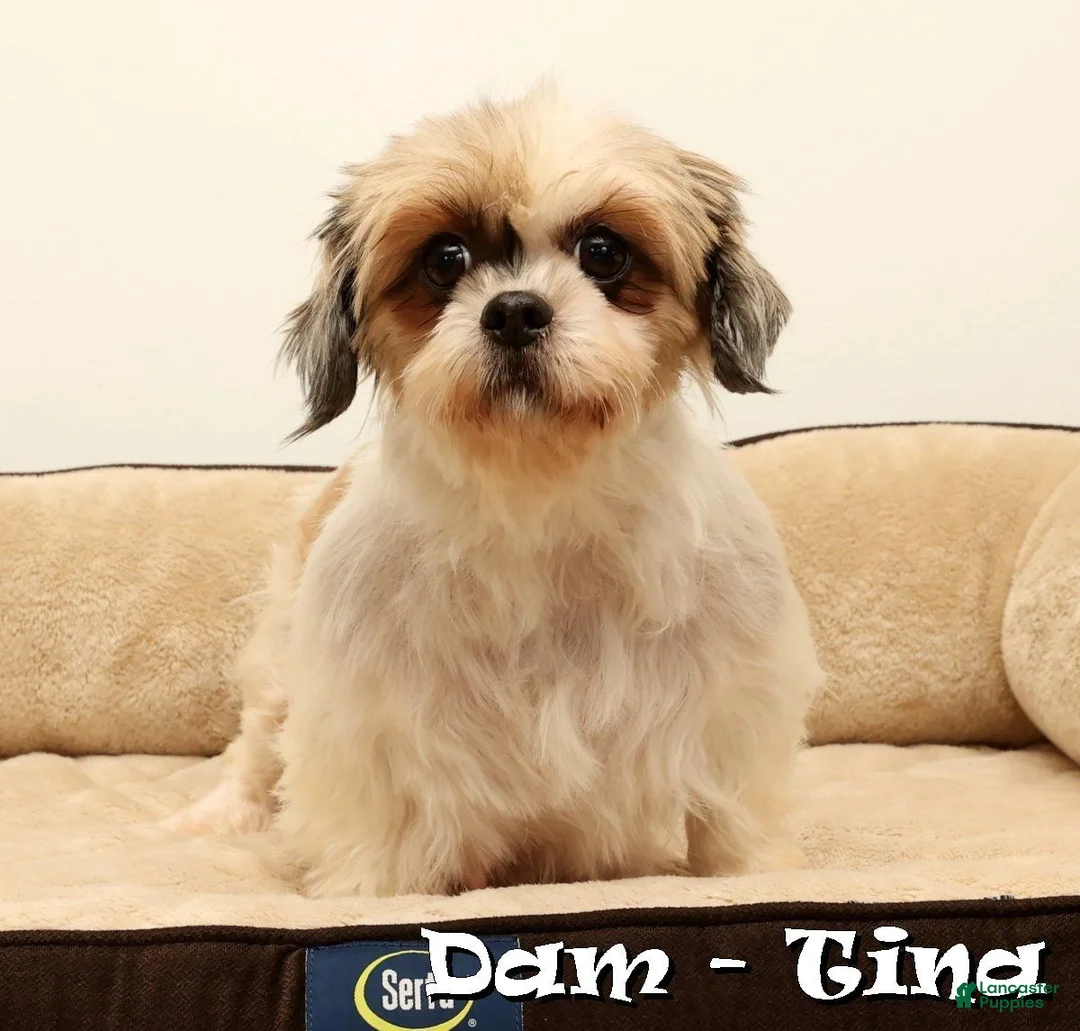 Shihpoo dogs for sale: Sherrie - Ad 10