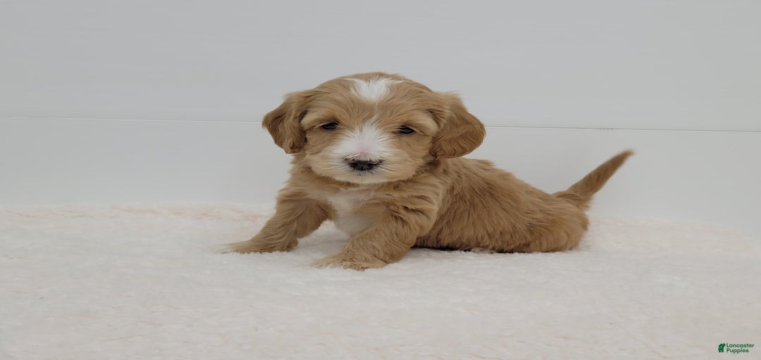 Gallery Image {{count}}