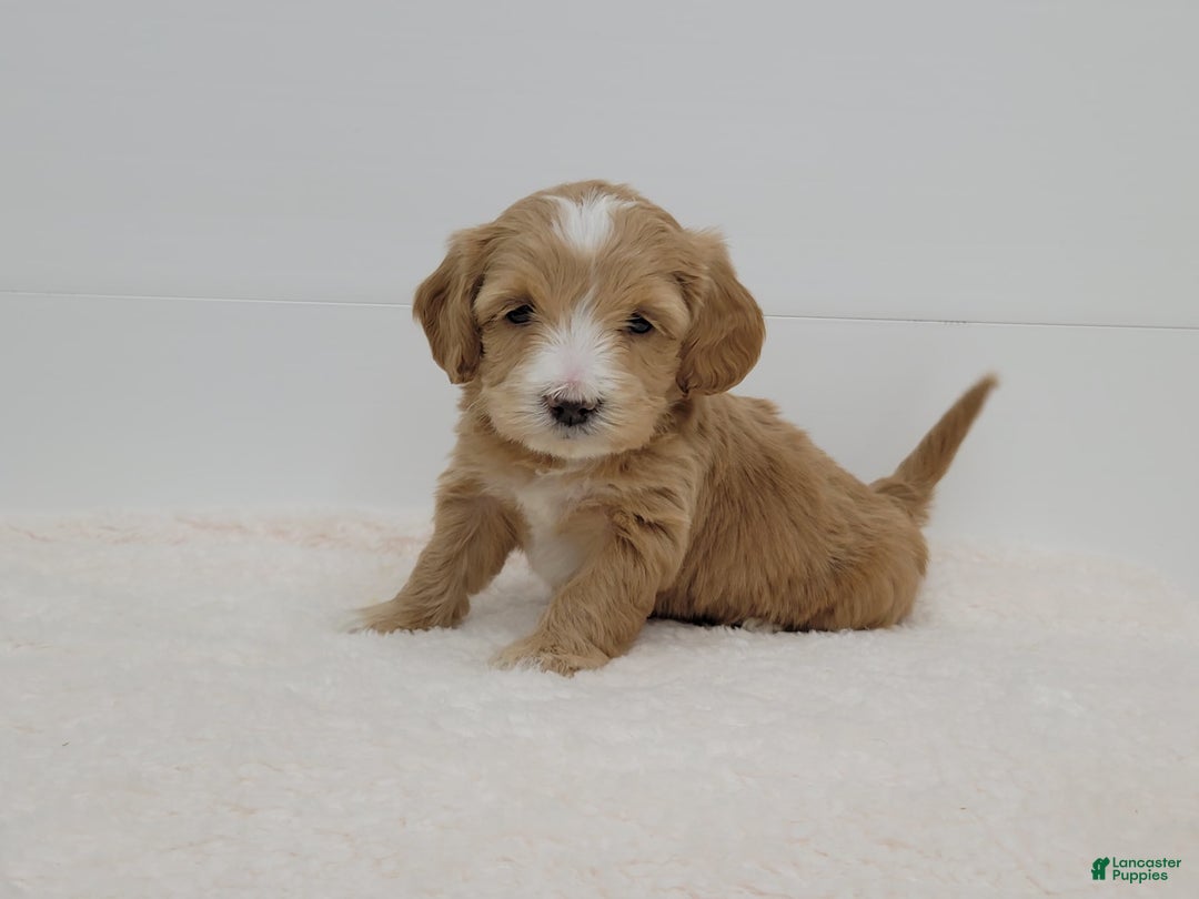 Gallery Image {{count}}