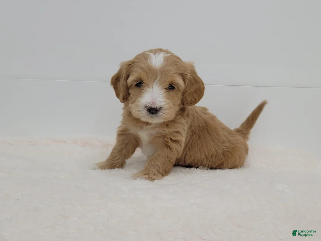 Gallery Image {{count}}