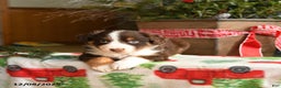 Australian Shepherd dogs for sale: Argus - Ad 1