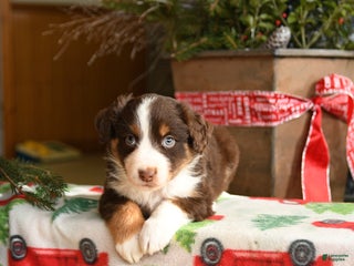 Australian Shepherd dogs Argus - Ad 33