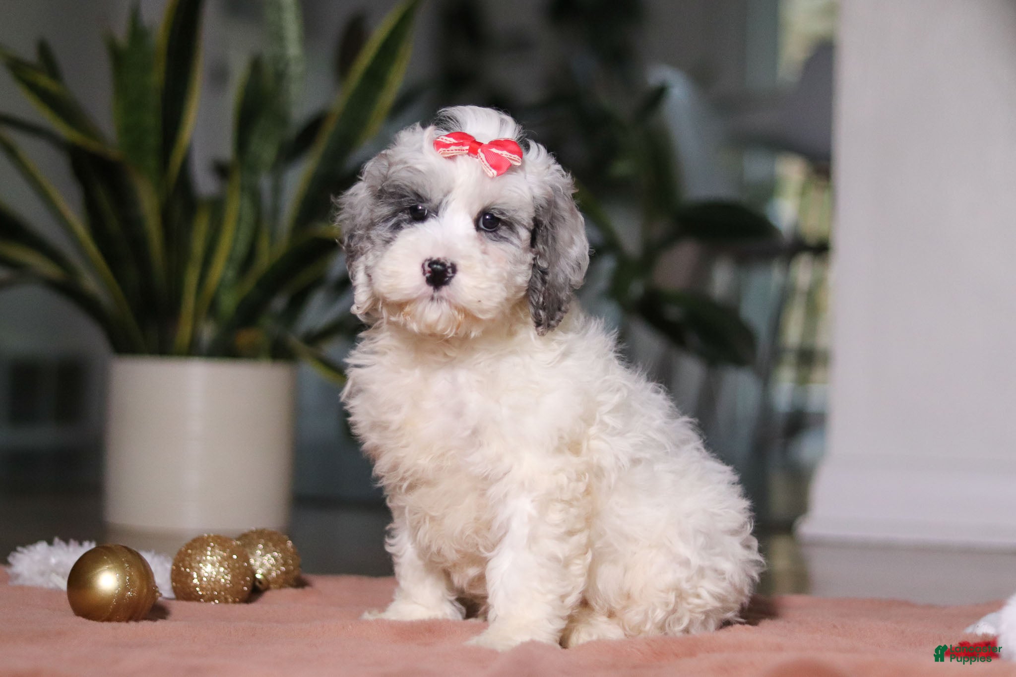 Cockapoo dogs Rosie - Ad 29