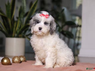 Cockapoo dogs Rosie - Ad 21