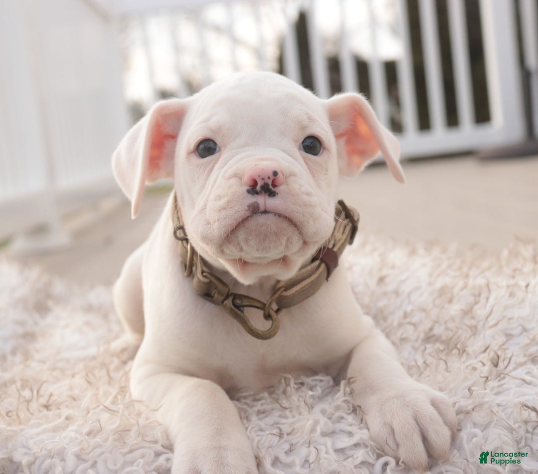 Boxer dogs for sale: Chase - Ad 3