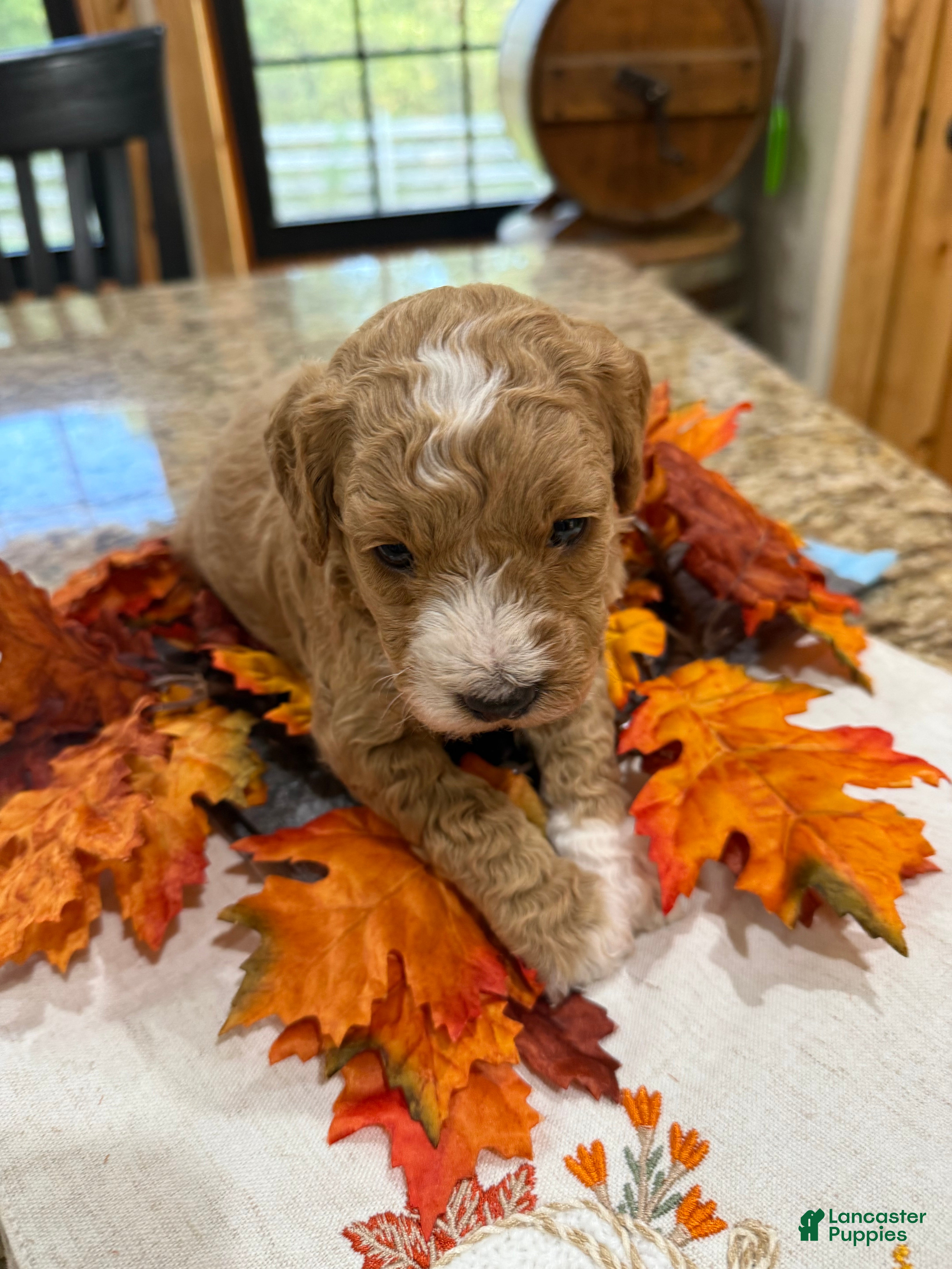 Mini Goldendoodle dogs Mini Goldendoodle Puppy 3 - Ad 5