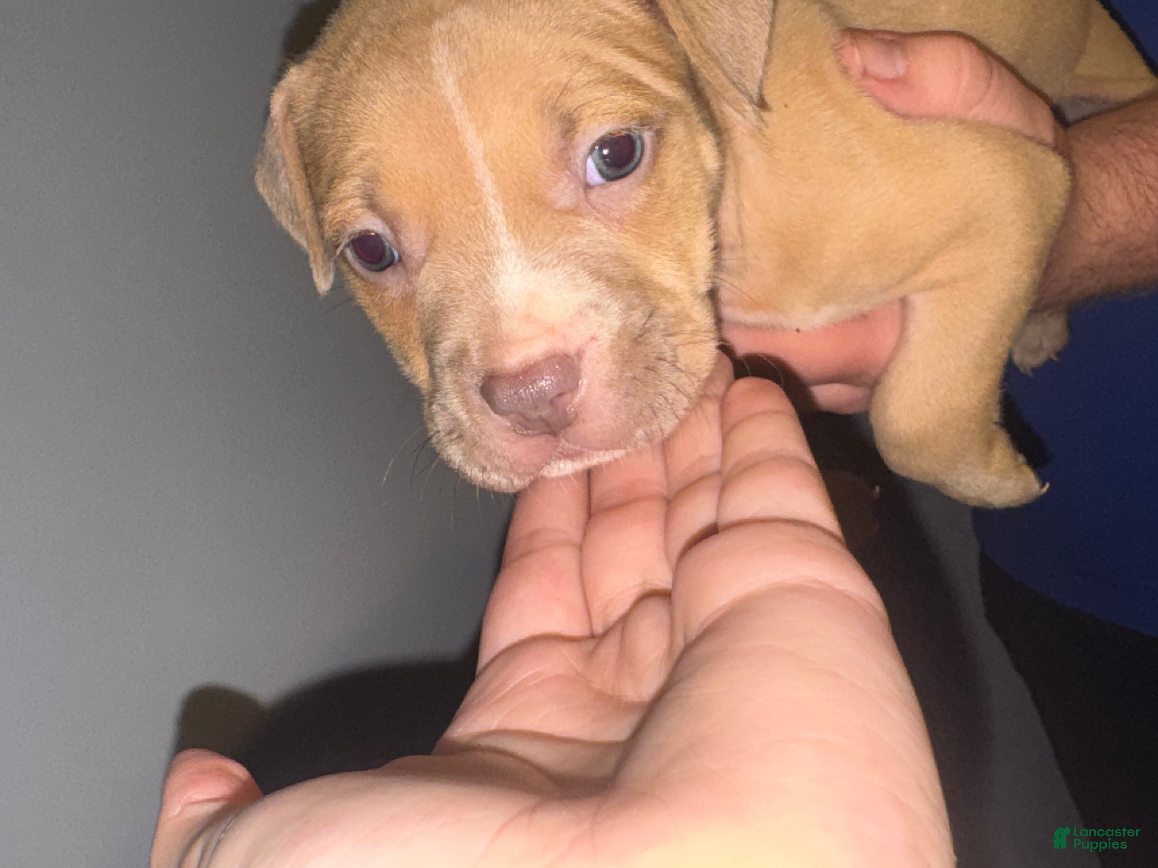 American Pit Bull Terrier dogs American Pit Bull Terrier Puppy 8 - Ad 1