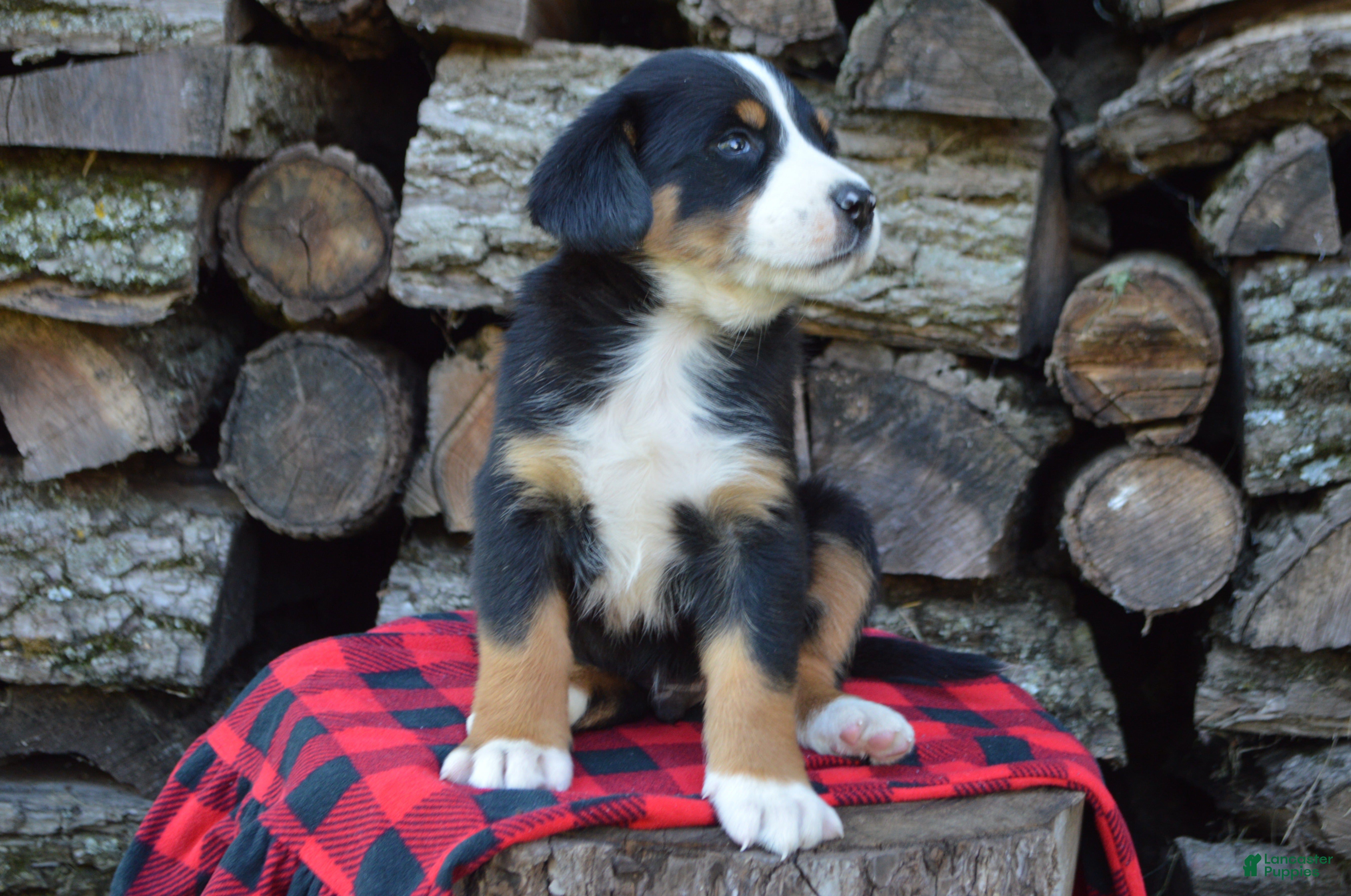 Greater Swiss Bernese Mountain Dog And Boxer Mix Greater Swiss