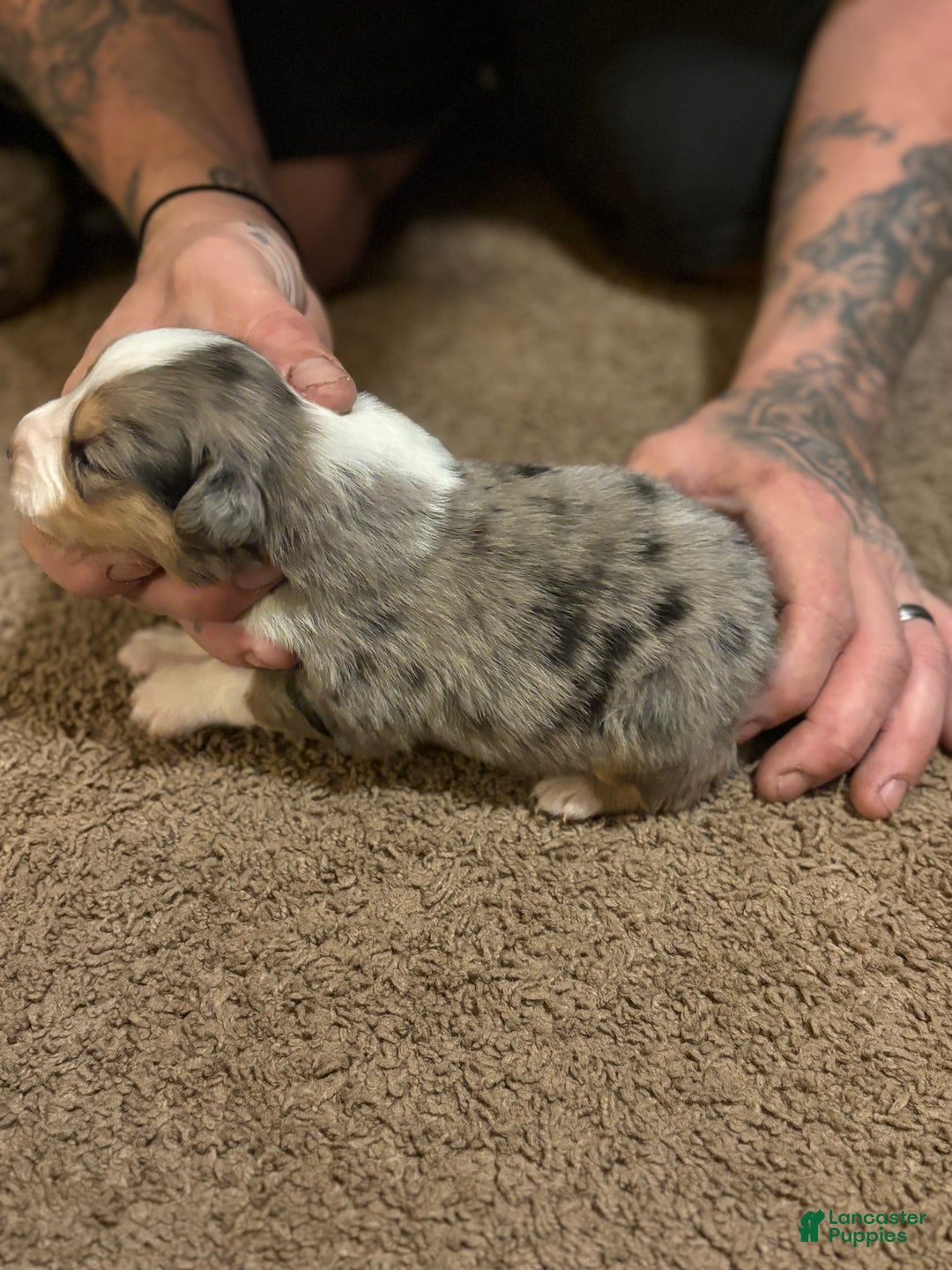 Australian Shepherd dogs for sale: Max. - Ad 3