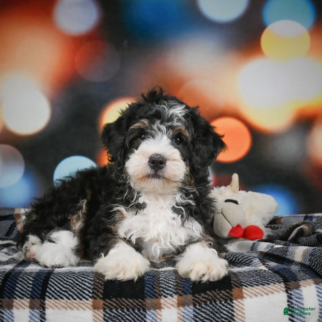Mini Bernedoodle dogs for sale: Marco - Ad 4