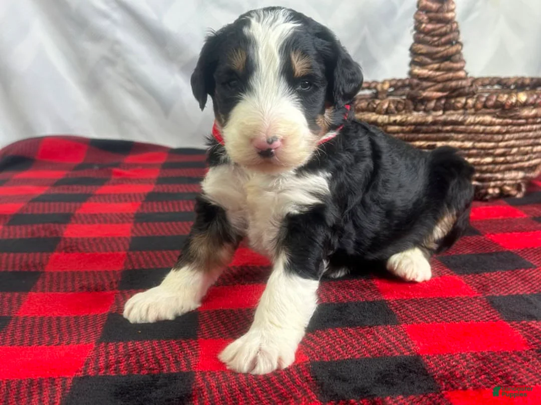 Bernedoodle dogs for sale: Ivanhoe - Ad 2
