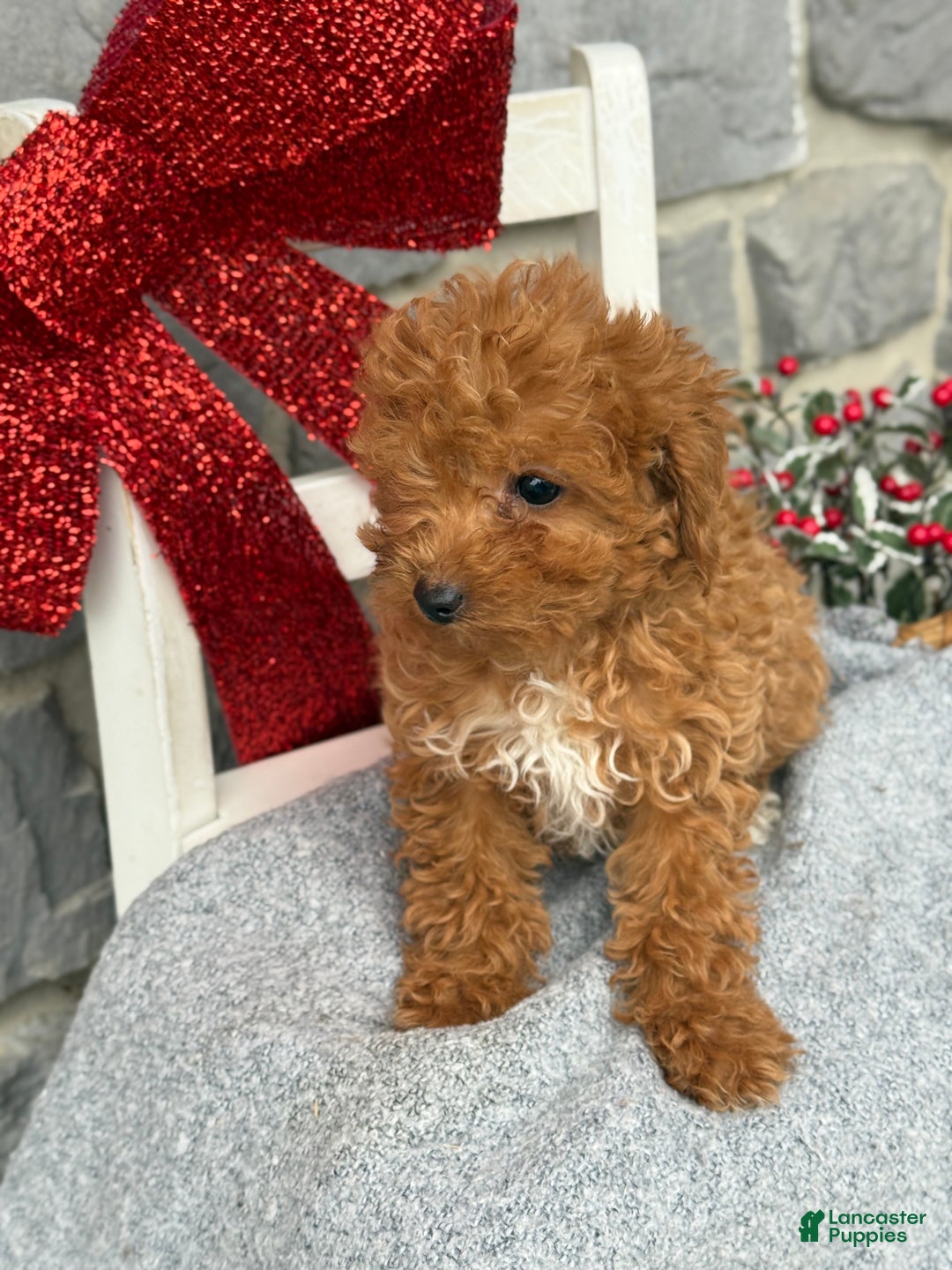 Toy Poodle dogs for sale: Kira - Ad 2