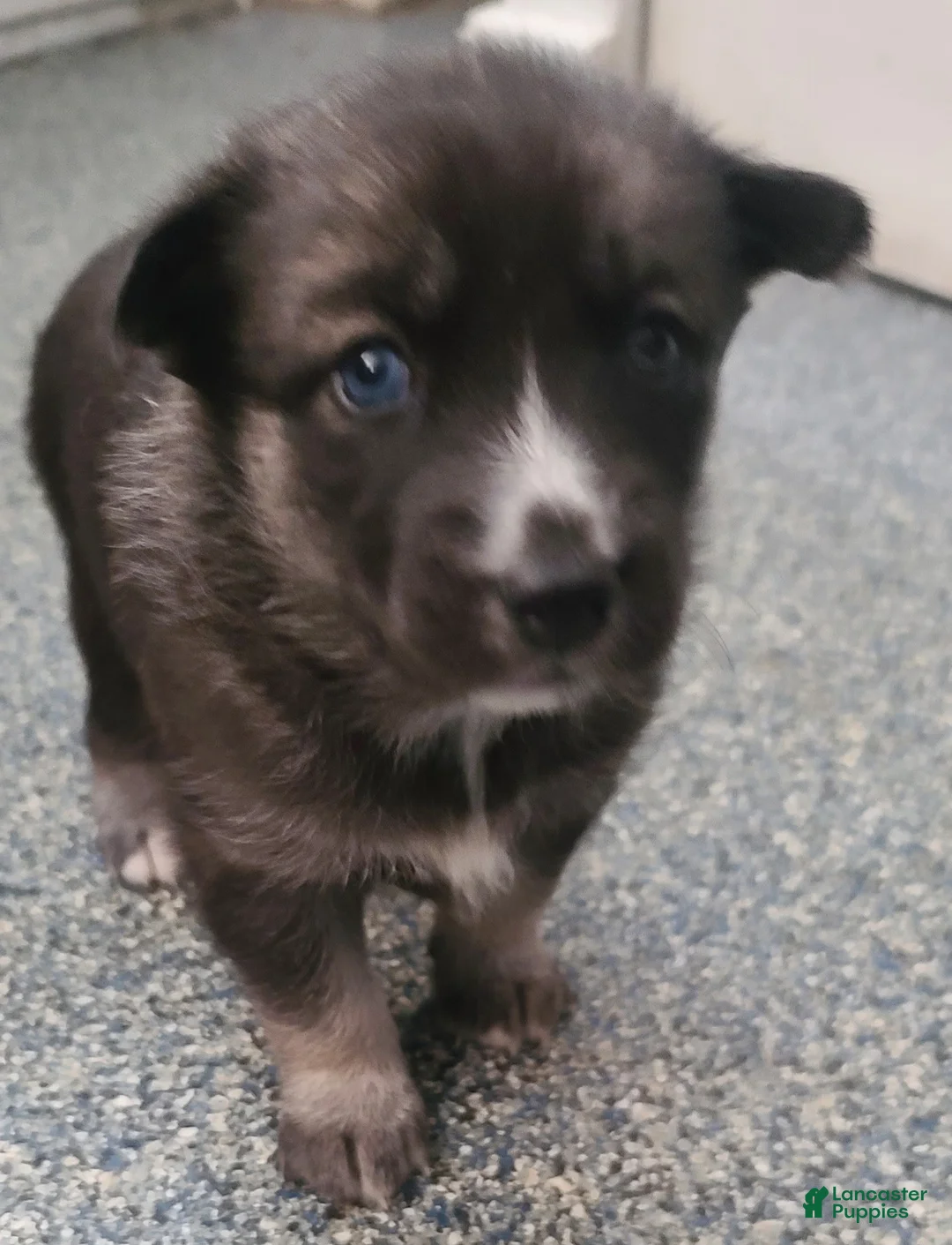 Pomsky dogs for sale: Lucky - Ad 7