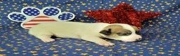 Jack Russell Terrier dogs for sale: Pax CKC male Delivery Available  - Ad 3
