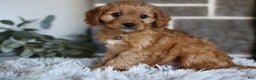 Cavapoo dogs for sale: Mochi - Ad 12