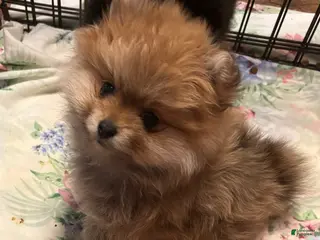 Pomeranian dogs Pomeranian Puppy 1 - Ad 13