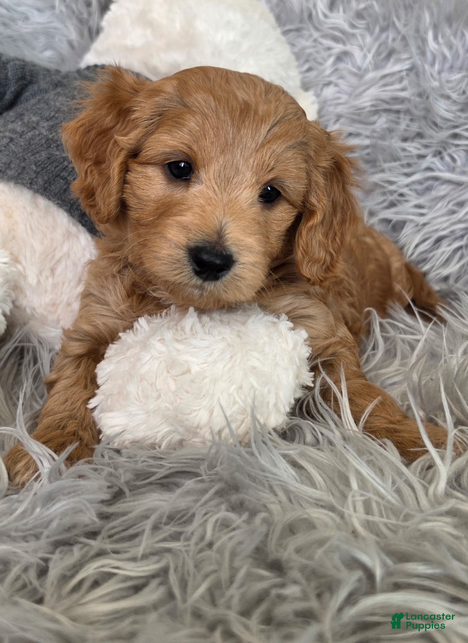 Mini Goldendoodle dogs  Leo - Male - Ad 1