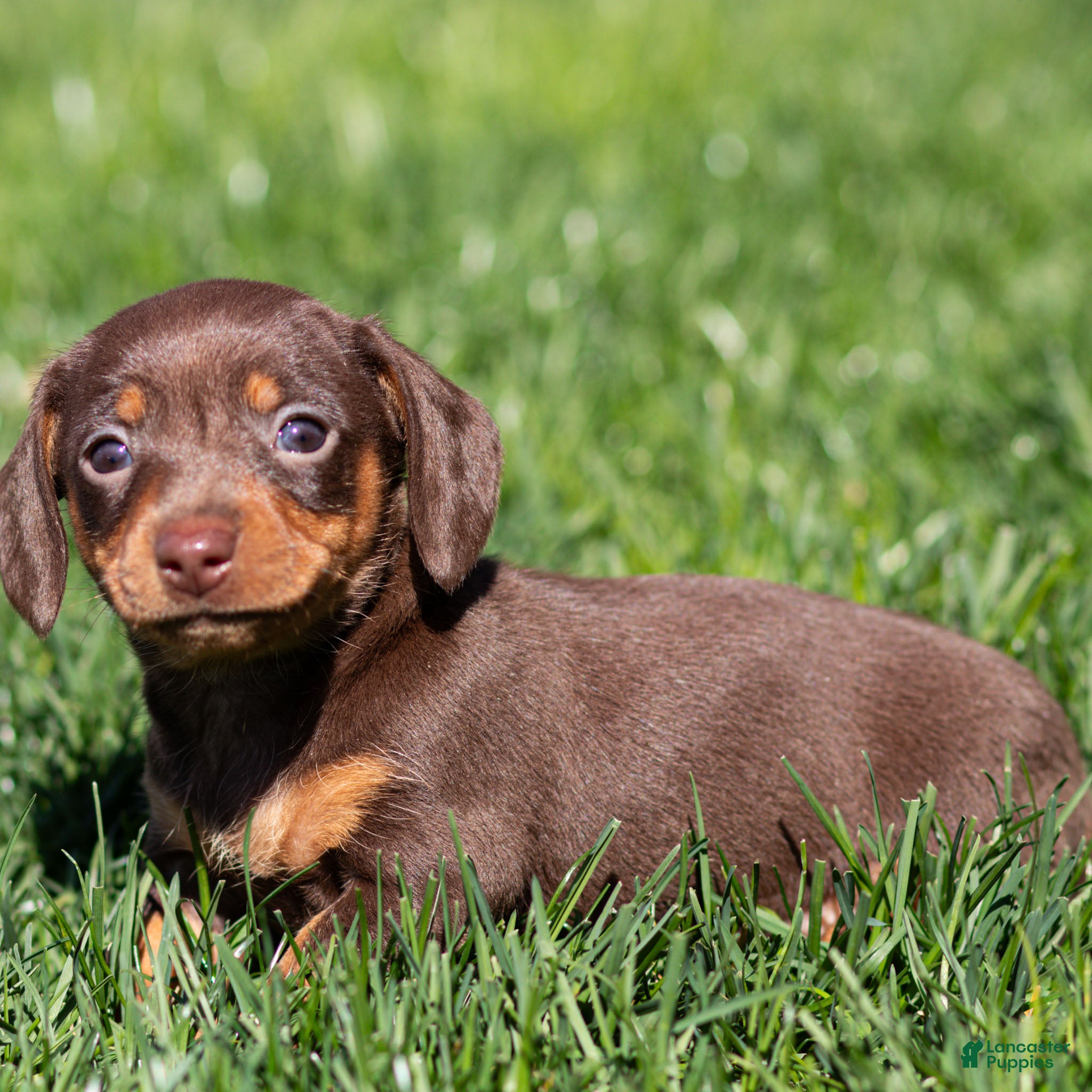 Miniature Dachshund dogs Mabel Miniature Dachshund Puppy  - Ad 2